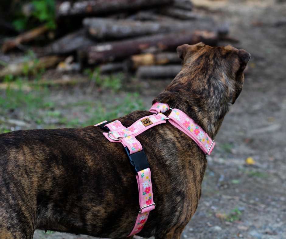 Harnais pour chien Éco-Quotidien