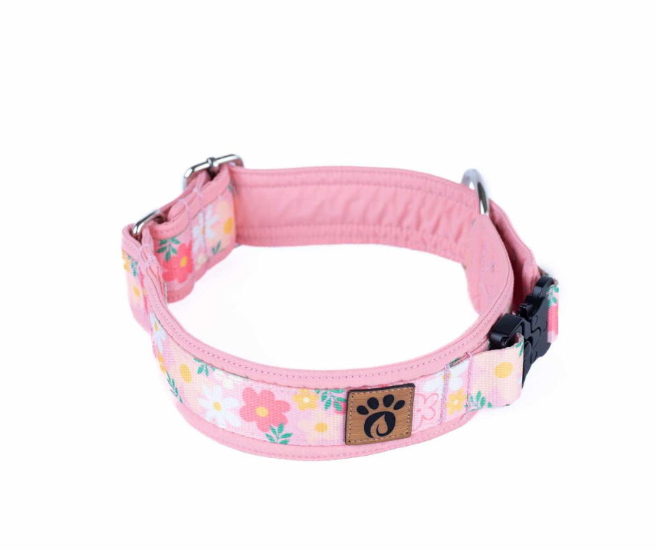 Collier pour chien Éco-Quotidien