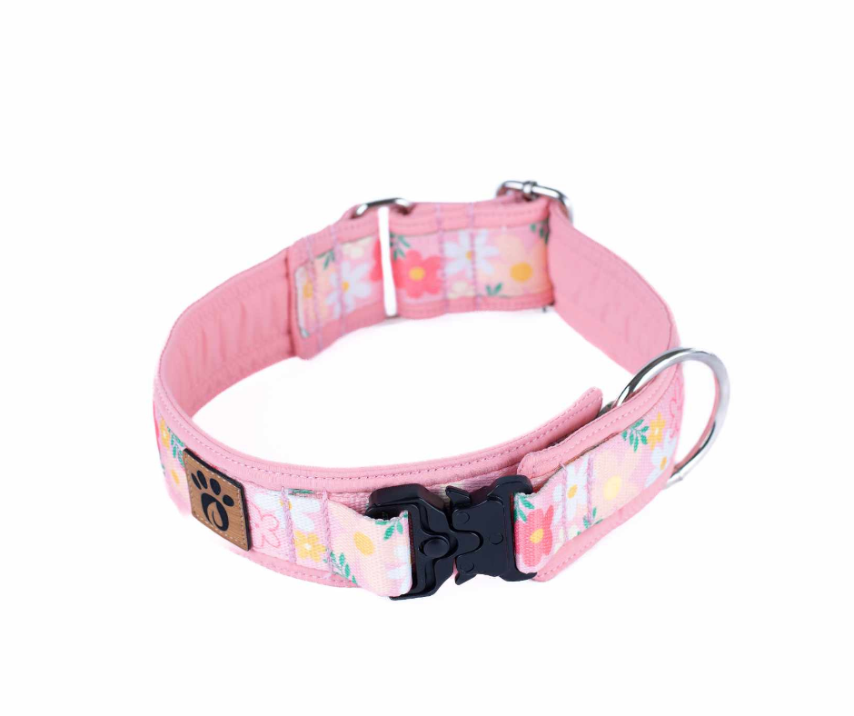 Collier pour chien Éco-Quotidien