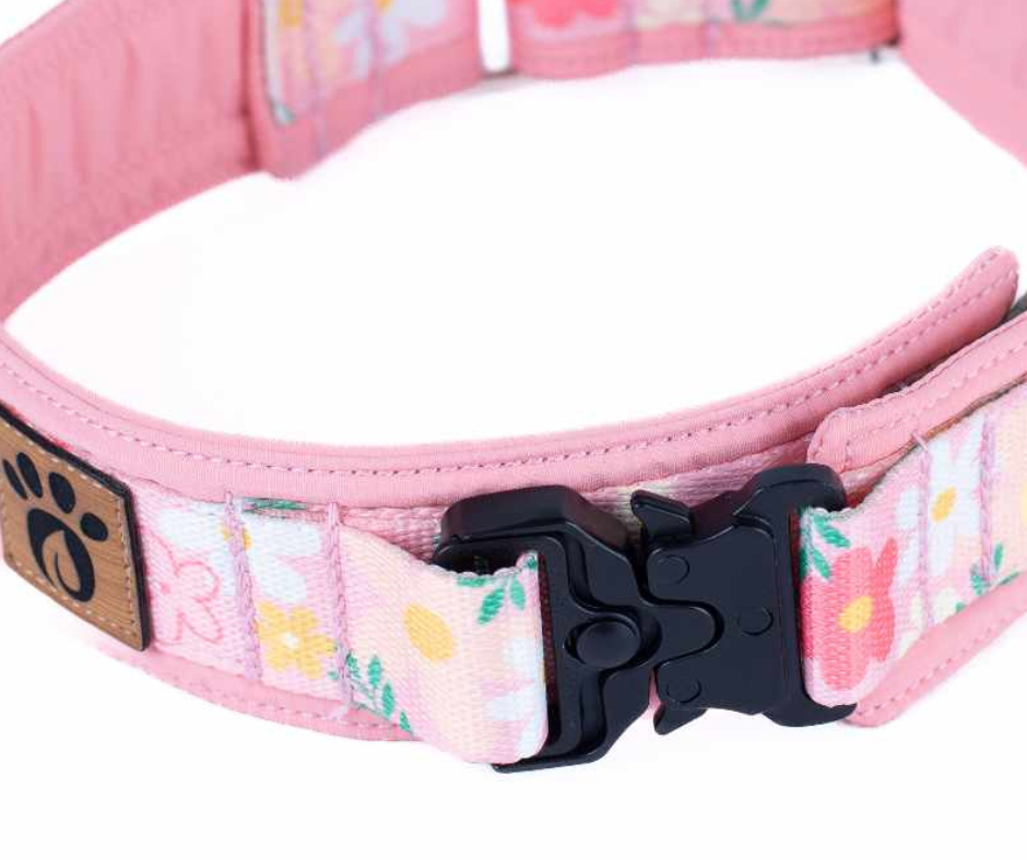 Collier pour chien Éco-Quotidien