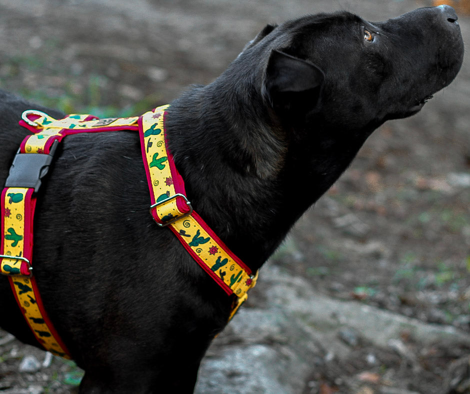 Harnais pour chien Éco-Quotidien