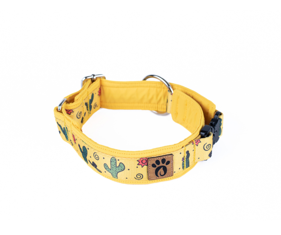 Collier pour chien Éco-Quotidien