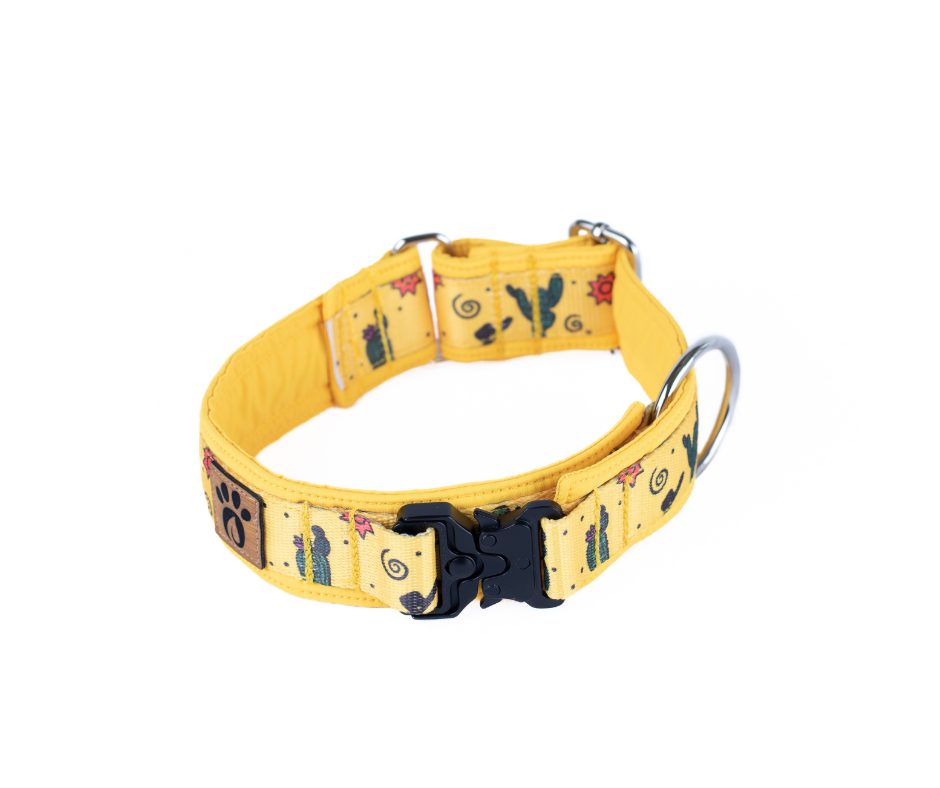 Collier pour chien Éco-Quotidien