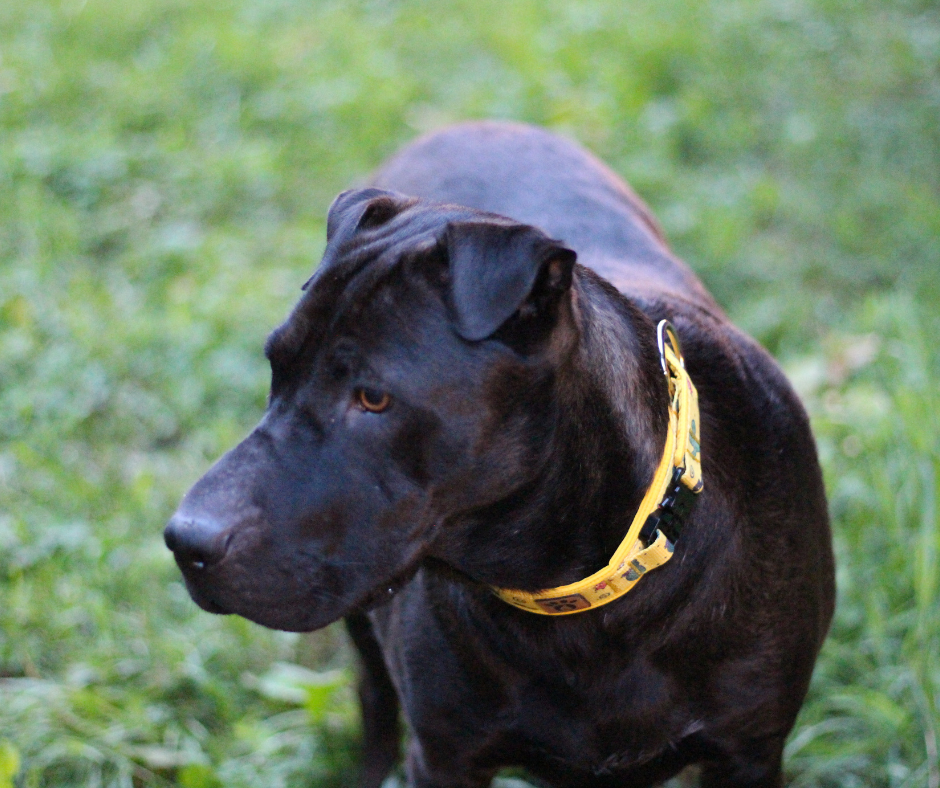 Collier pour chien Éco-Quotidien