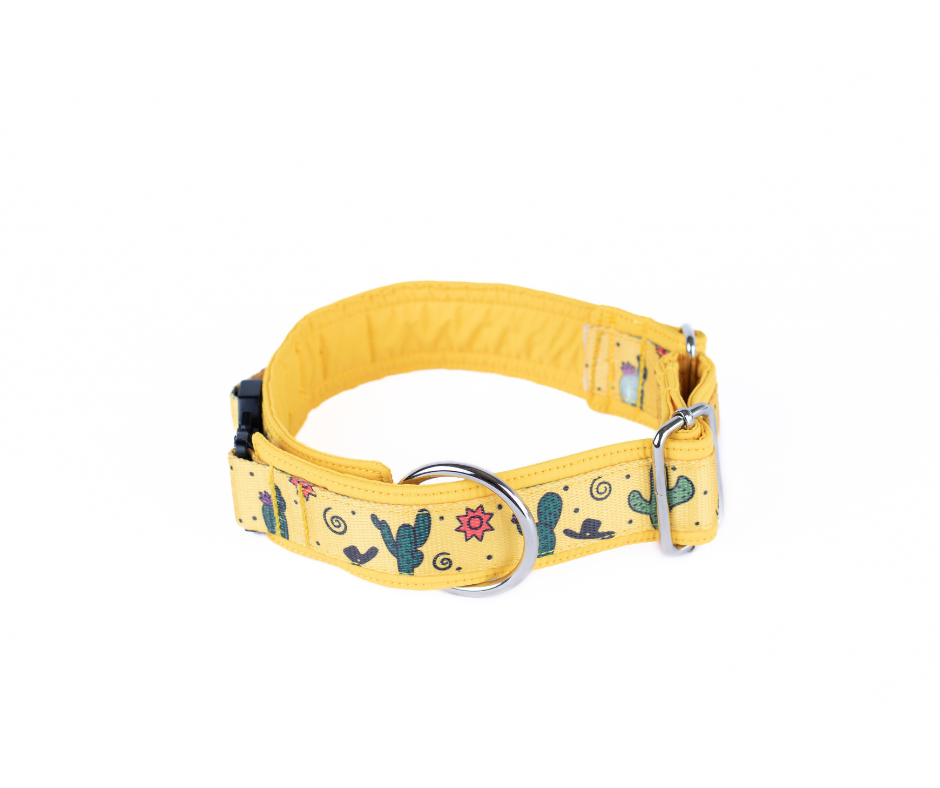 Collier pour chien Éco-Quotidien