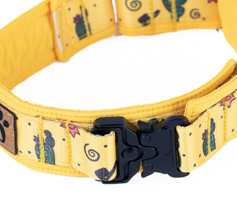 Collier pour chien Éco-Quotidien