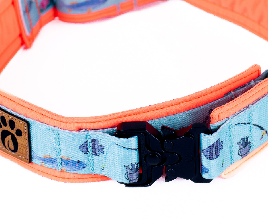 Collier pour chien Éco-Quotidien