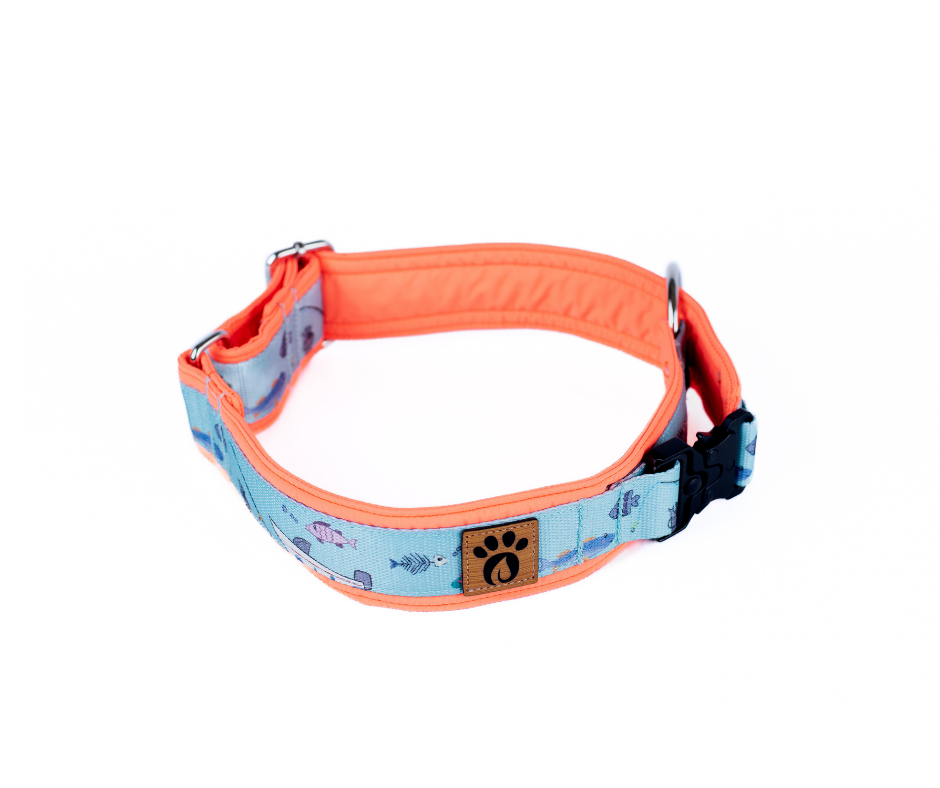 Collier pour chien Éco-Quotidien