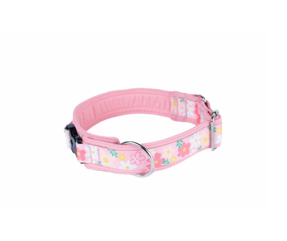 Collier pour chien Éco-Quotidien