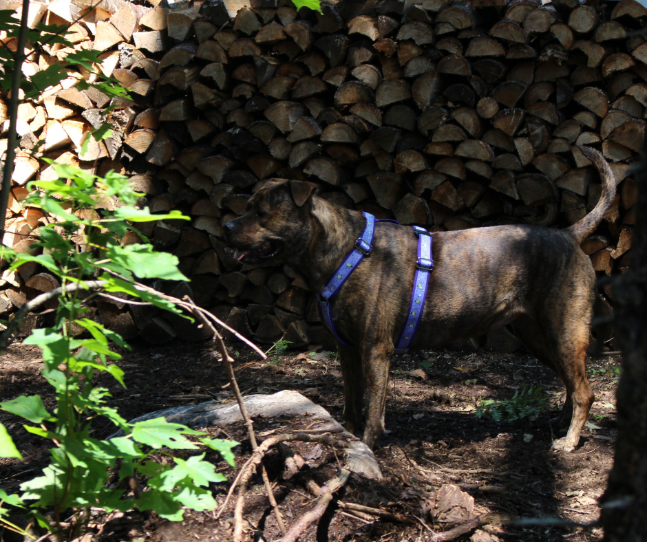 Harnais pour chien Éco-Quotidien