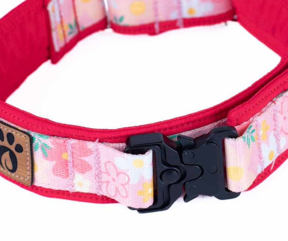 Collier pour chien Éco-Quotidien