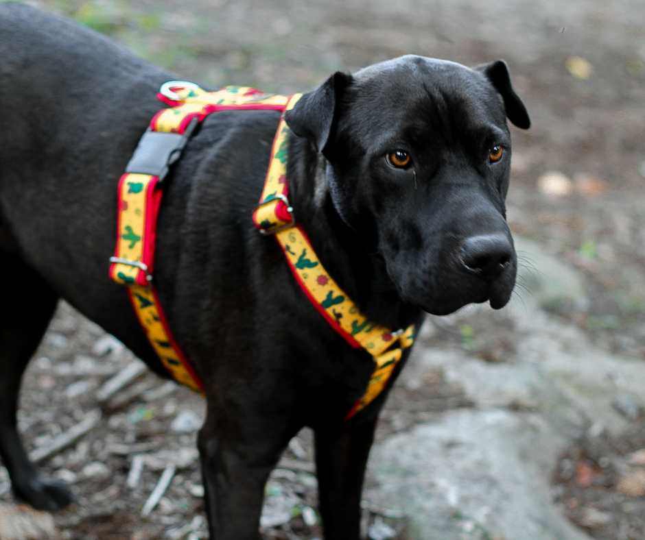 Harnais pour chien Éco-Quotidien