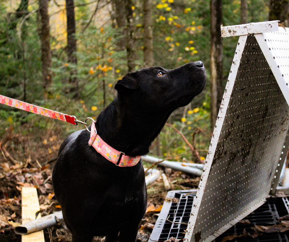 Collier pour chien Éco-Quotidien