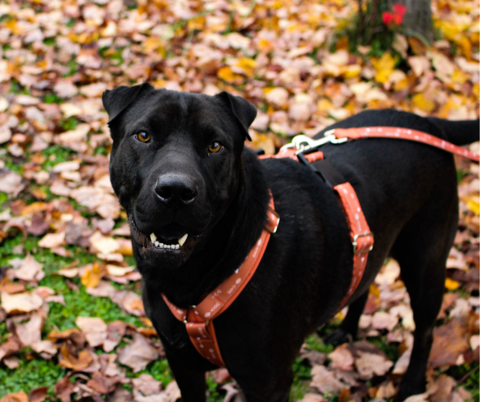 Harnais pour chien Éco-Quotidien