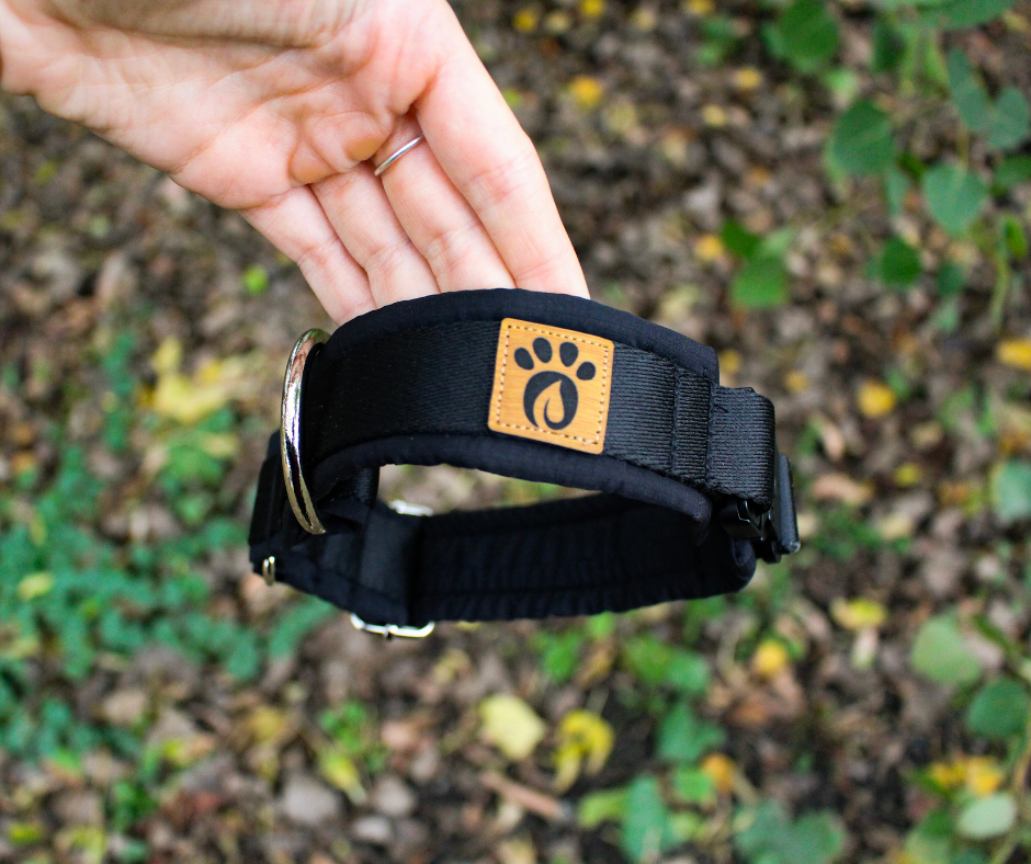 Collier pour chien Éco-quotidien