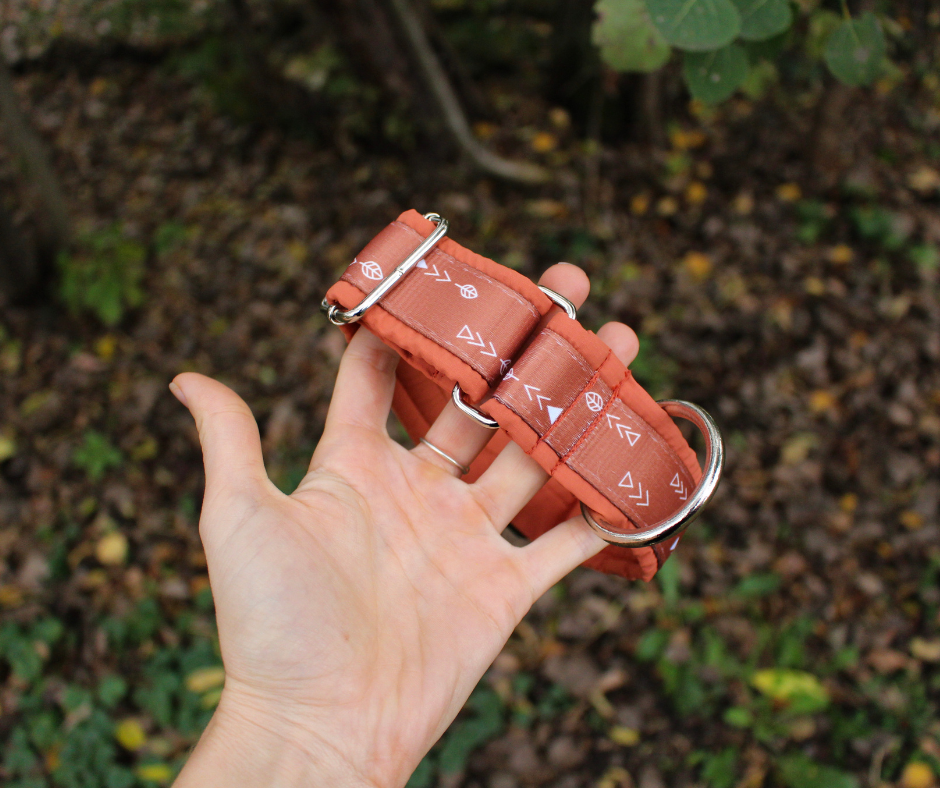 Collier pour chien Éco-Quotidien