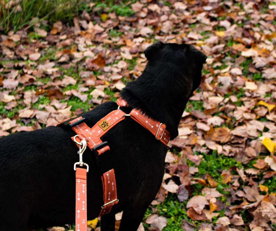 Harnais pour chien Éco-Quotidien