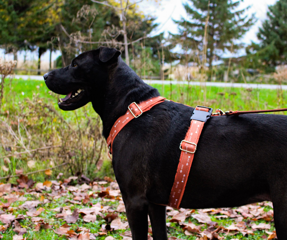 Harnais pour chien Éco-Quotidien