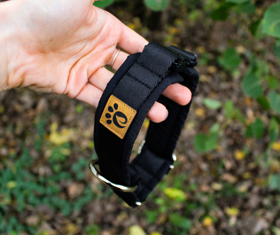 Collier pour chien Éco-quotidien