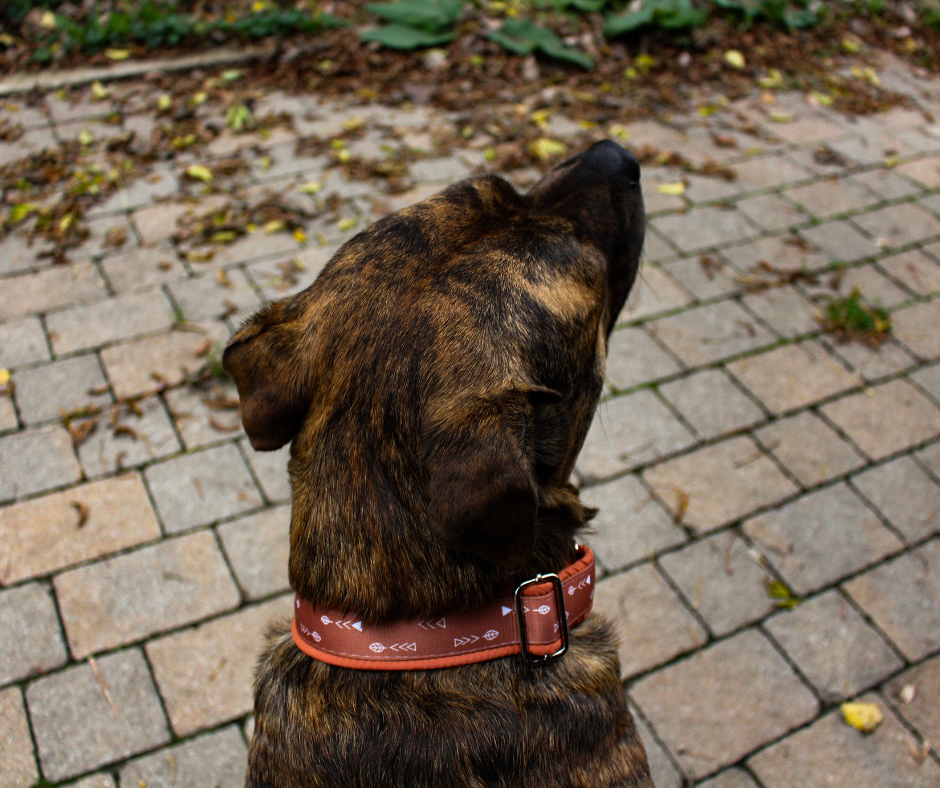 Collier pour chien Éco-Quotidien