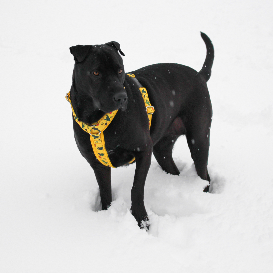 Harnais pour chien Éco-Quotidien