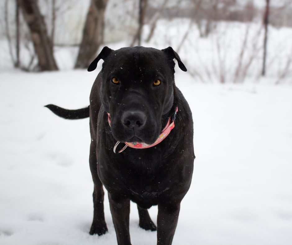 Collier pour chien Éco-Quotidien