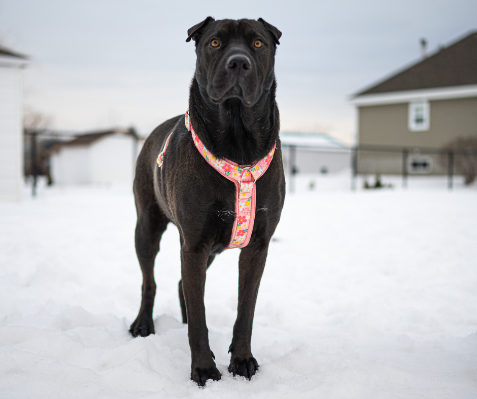 Harnais pour chien Éco-Quotidien