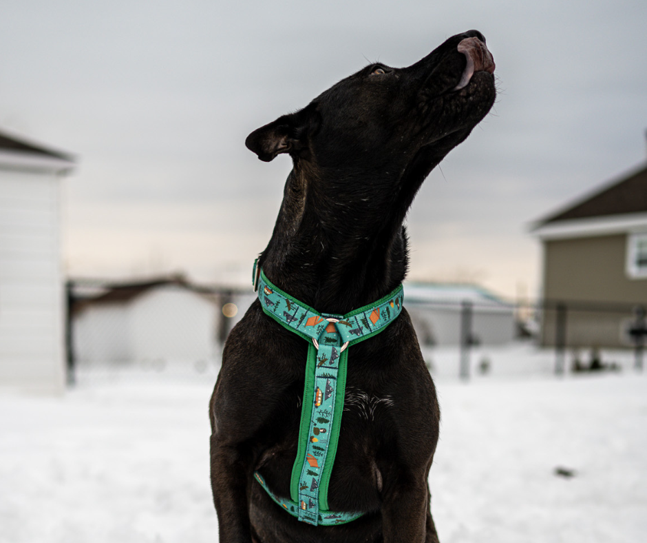 Harnais pour chien Éco-Quotidien