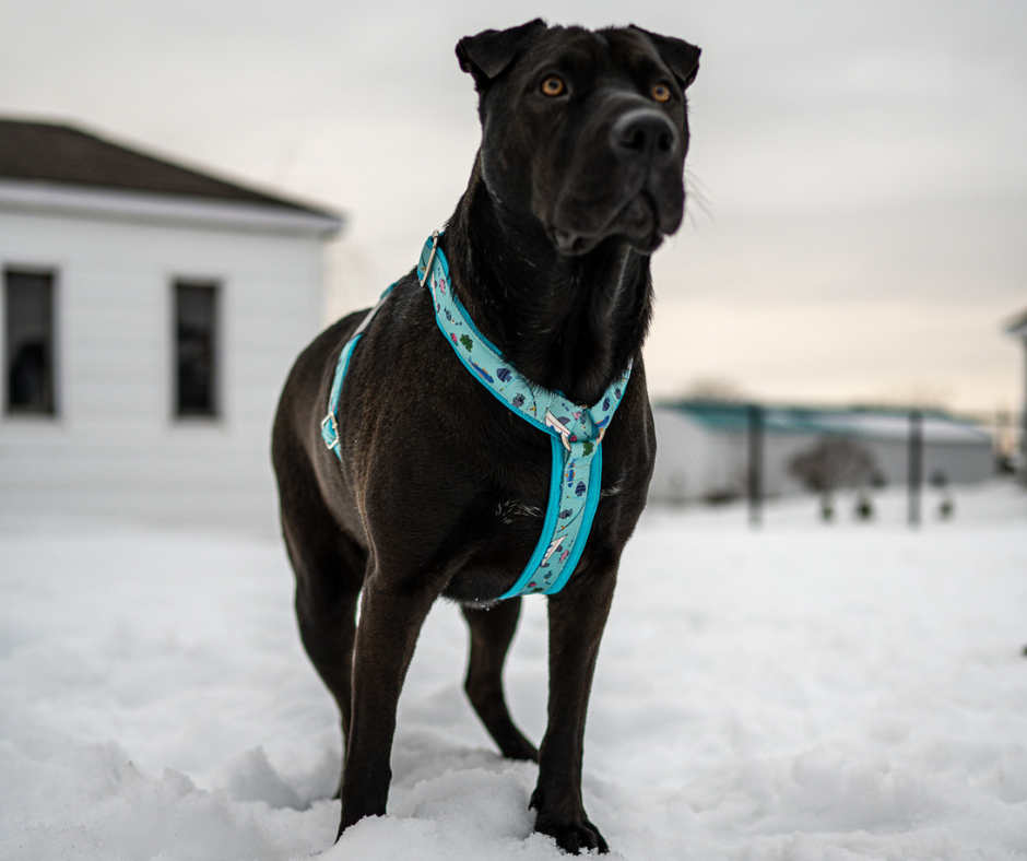 Harnais pour chien Éco-Quotidien