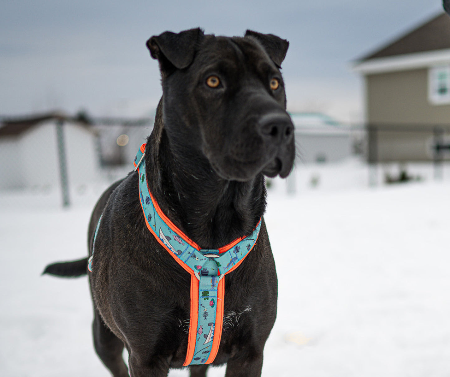 Harnais pour chien Éco-Quotidien