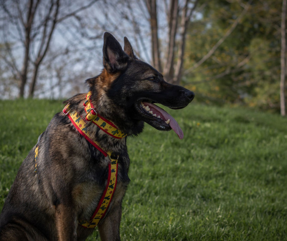 Harnais pour chien Éco-Quotidien
