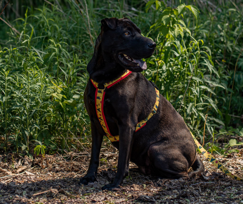 Harnais pour chien Éco-Quotidien