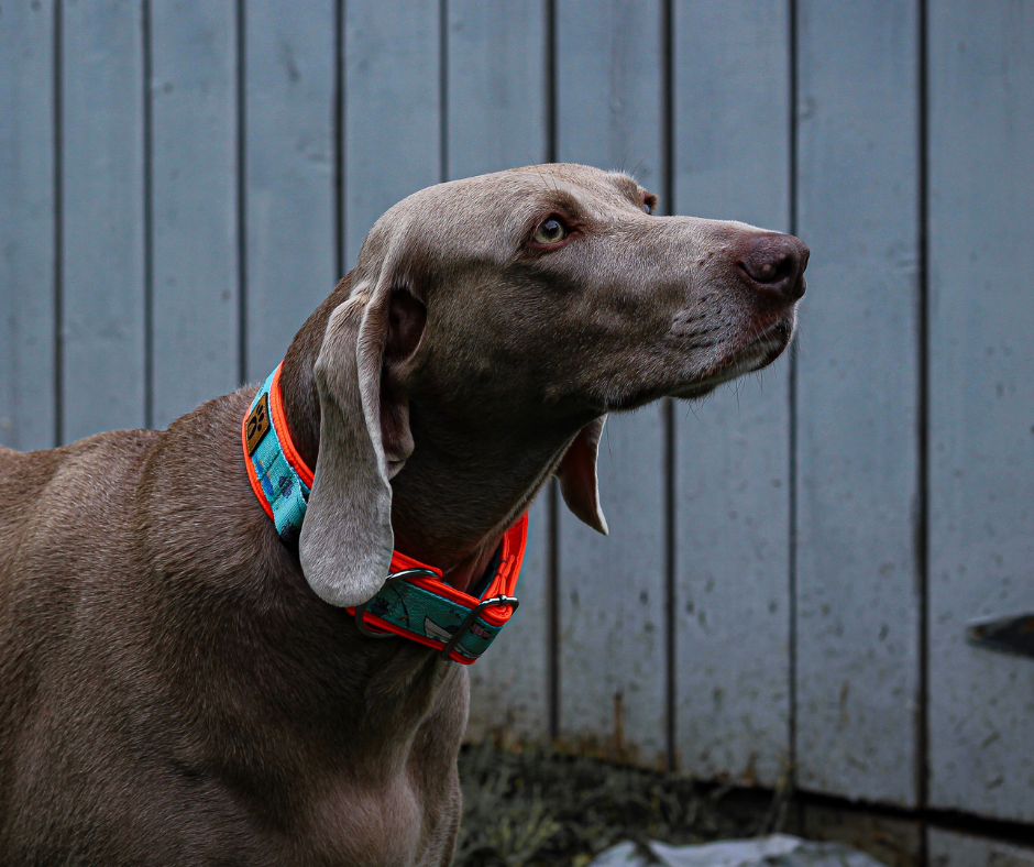 Collier pour chien Éco-Quotidien
