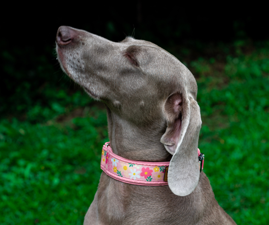 Collier pour chien Éco-Quotidien