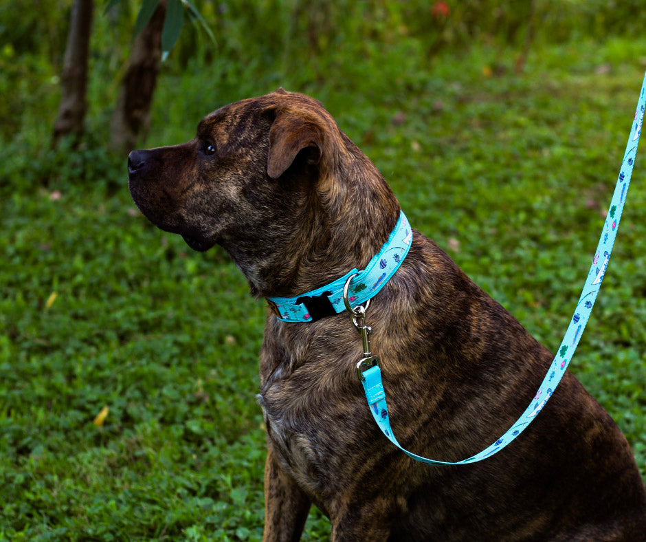 Collier pour chien Éco-Quotidien