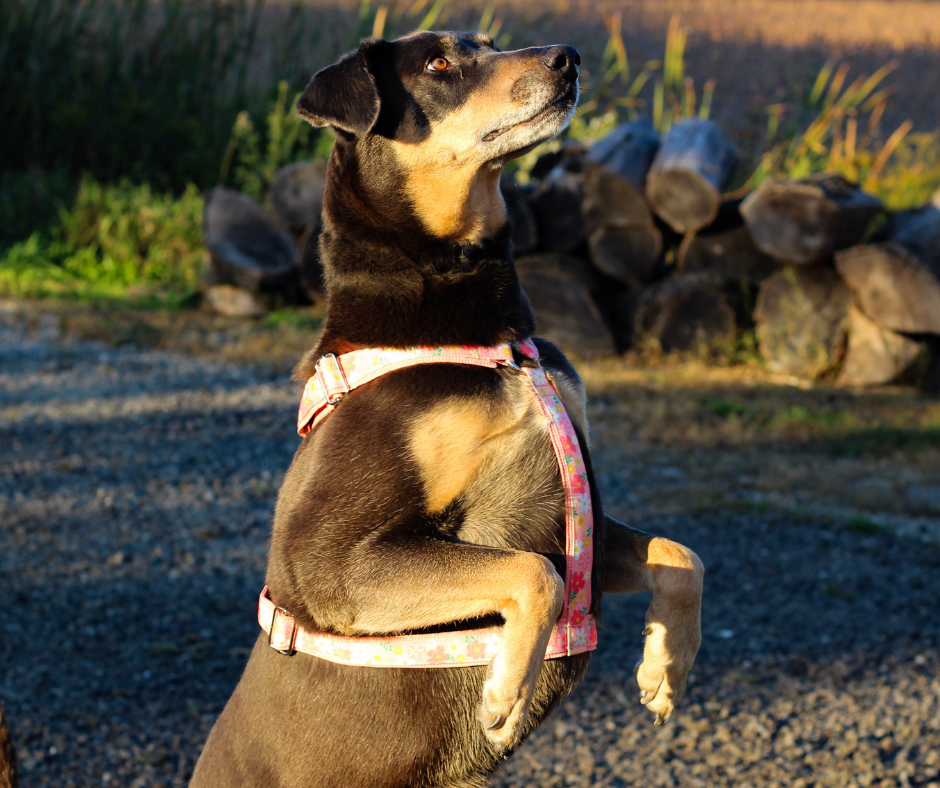 Harnais pour chien Éco-Quotidien