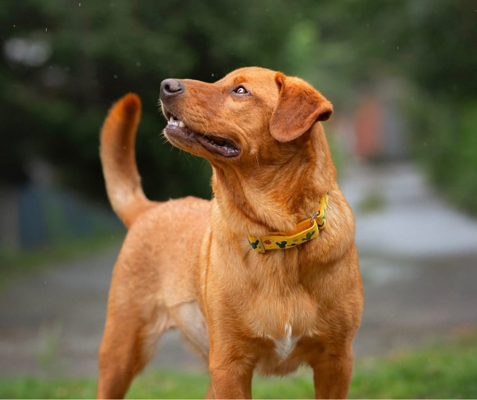 Collier pour chien Éco-Quotidien