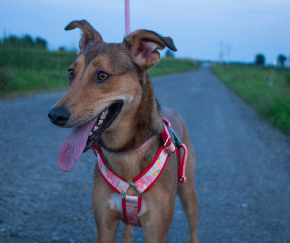 Harnais pour chien Éco-Quotidien