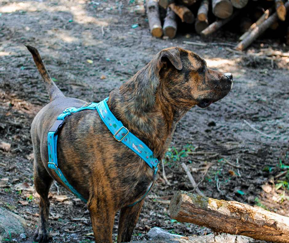 Harnais pour chien Éco-Quotidien