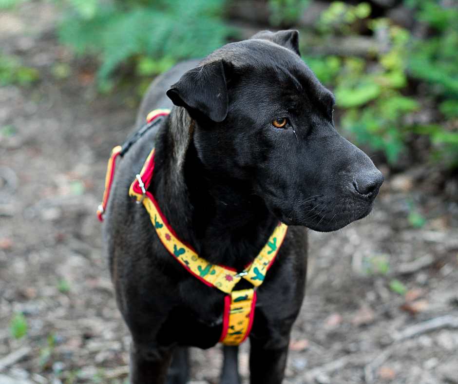 Harnais pour chien Éco-Quotidien