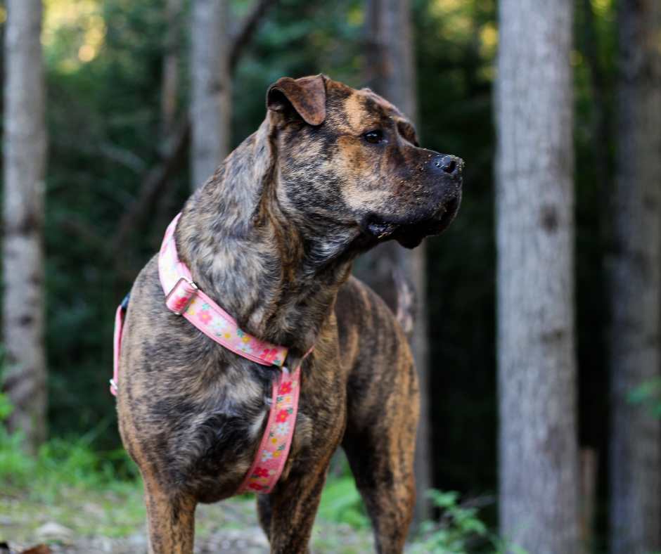 Harnais pour chien Éco-Quotidien