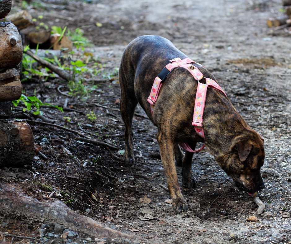 Harnais pour chien Éco-Quotidien