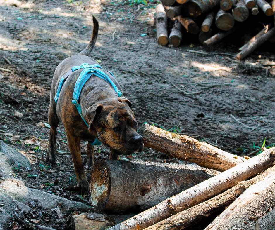 Harnais pour chien Éco-Quotidien