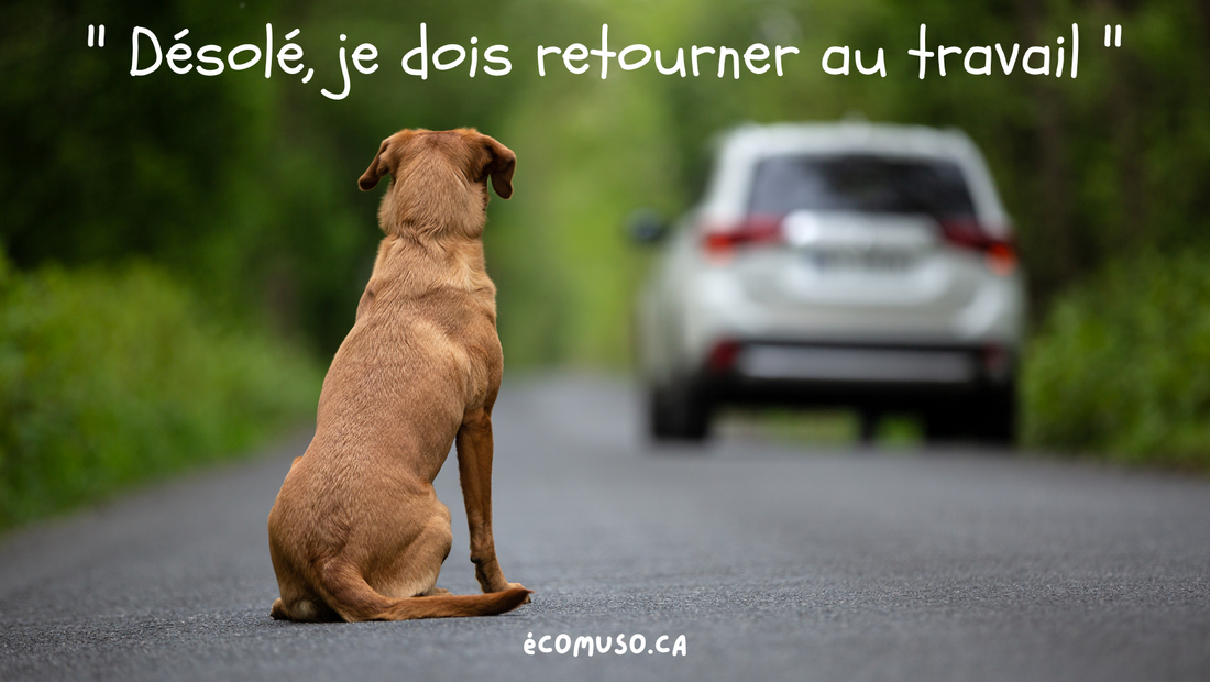 Les conséquences dévastatrices de la Pandémie sur les abandons au Québec.