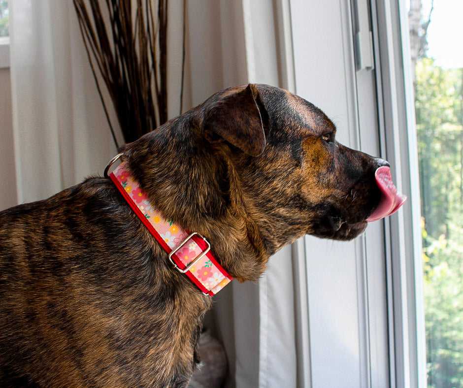 Collier pour chien Éco-Quotidien