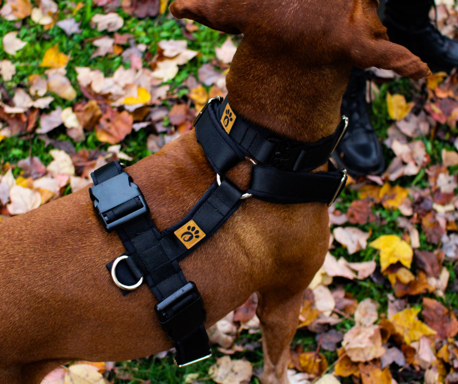 Harnais pour chien Éco-Quotidien