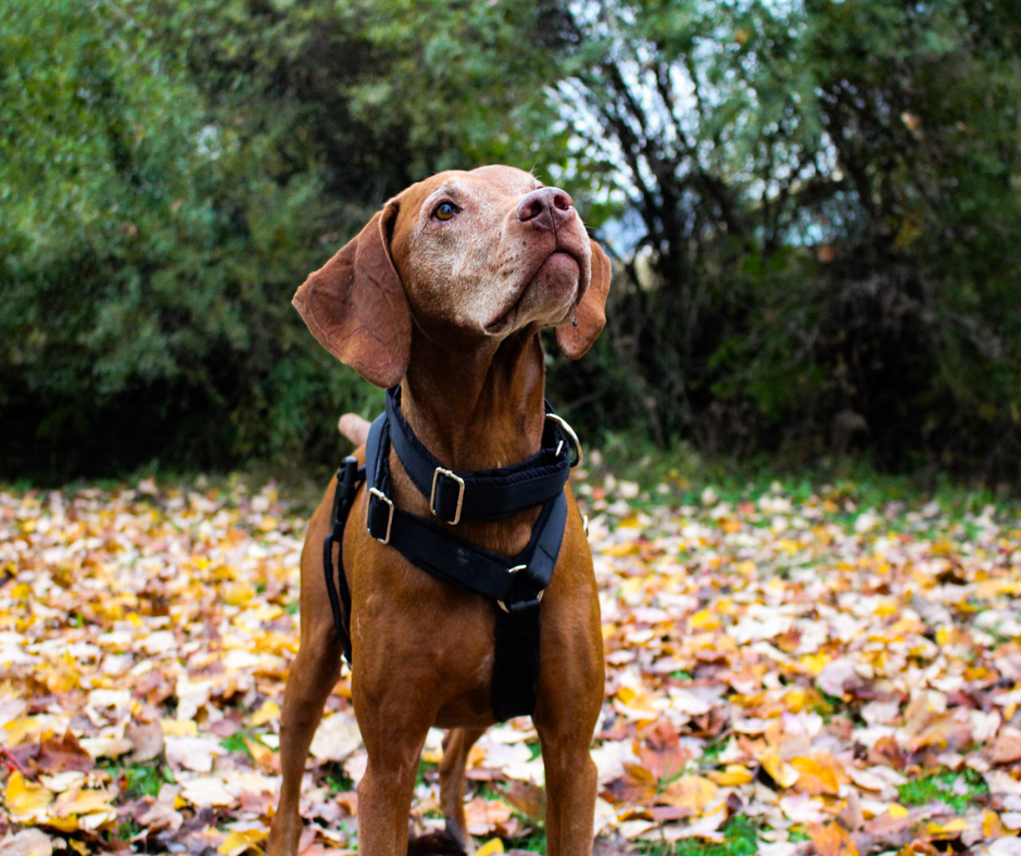 Harnais pour chien Éco-Quotidien