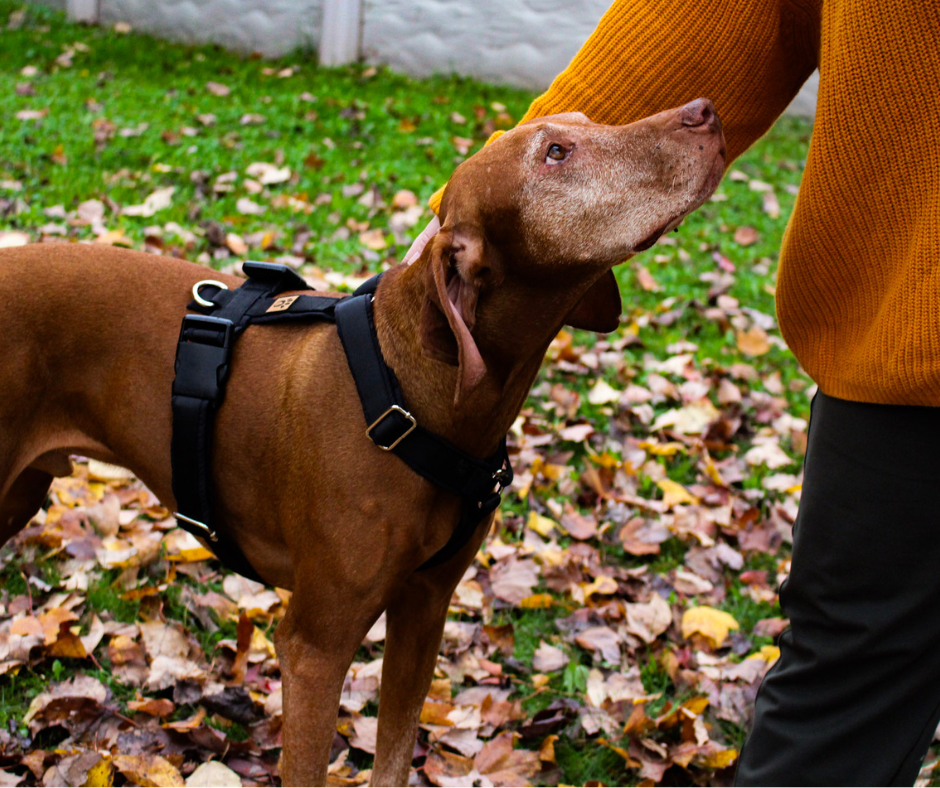 Harnais pour chien Éco-Quotidien