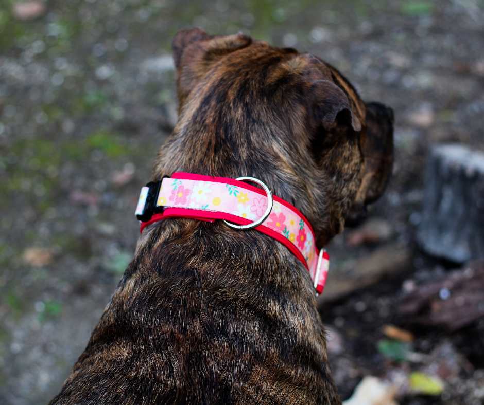 Collier pour chien Éco-Quotidien